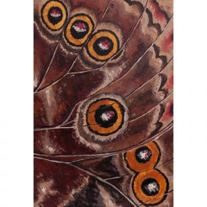 Papilio Visum