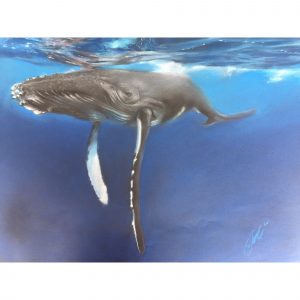 Горбатый кит, Королевство Тонга