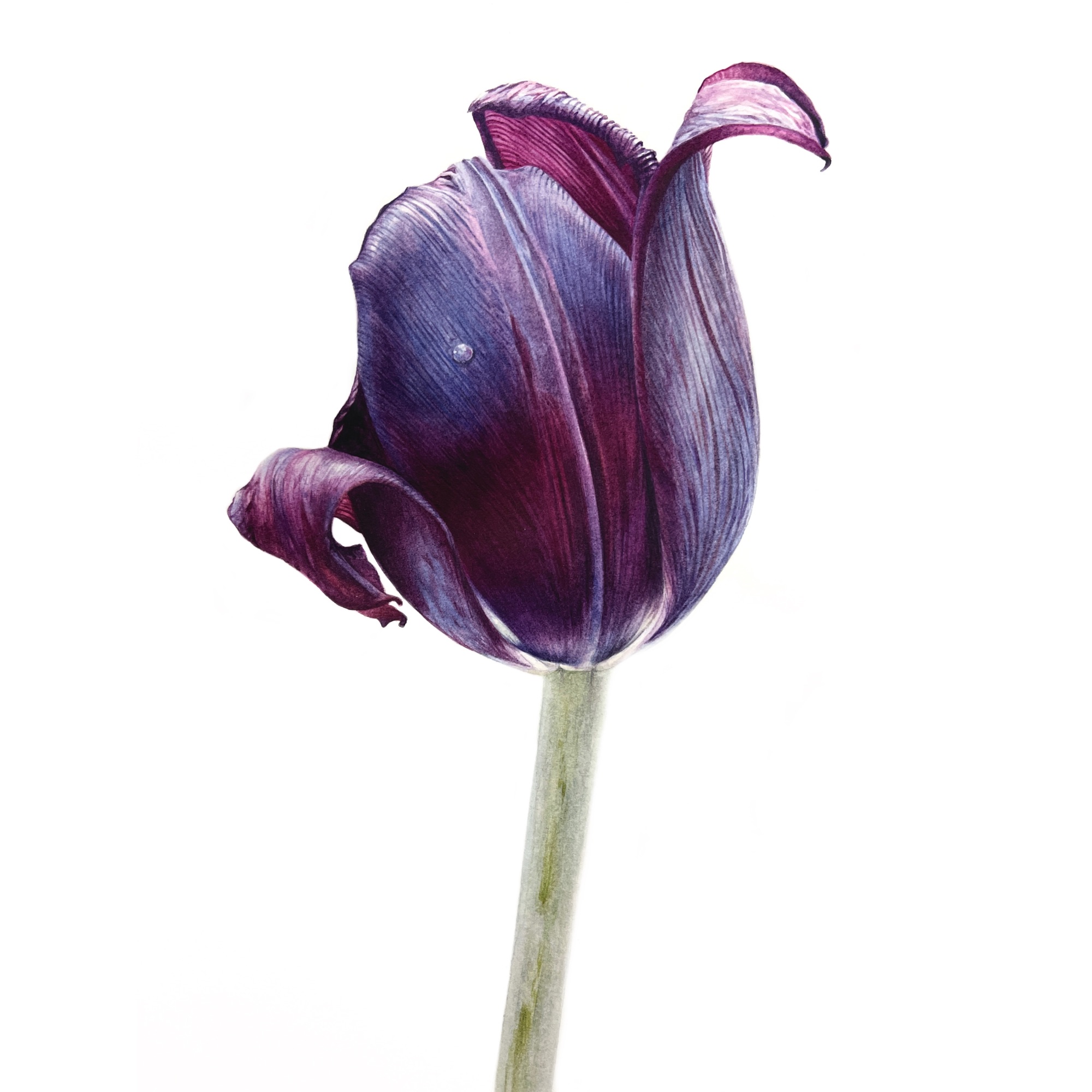 Купить картину Темный тюльпан в Москве от художника Дьякова Алиса