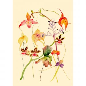 Орхидеи 1