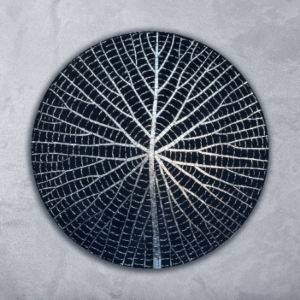 Night Waterlilly 2