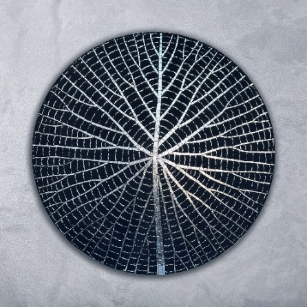 Night Waterlilly 2
